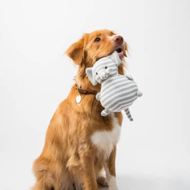 guide to choose Safe Toys for Pets