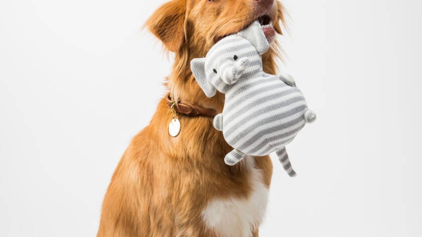 guide to choose Safe Toys for Pets