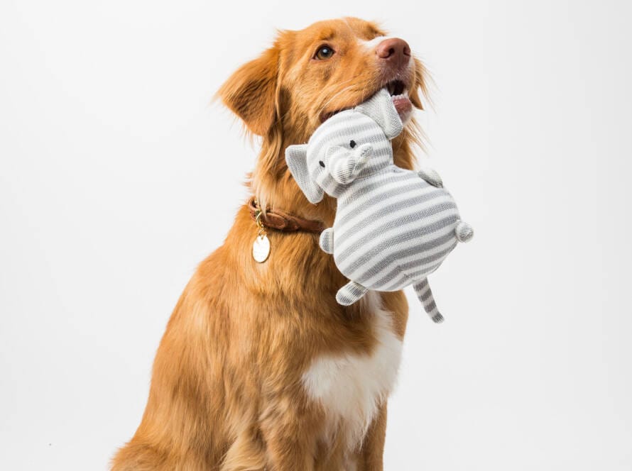 guide to choose Safe Toys for Pets