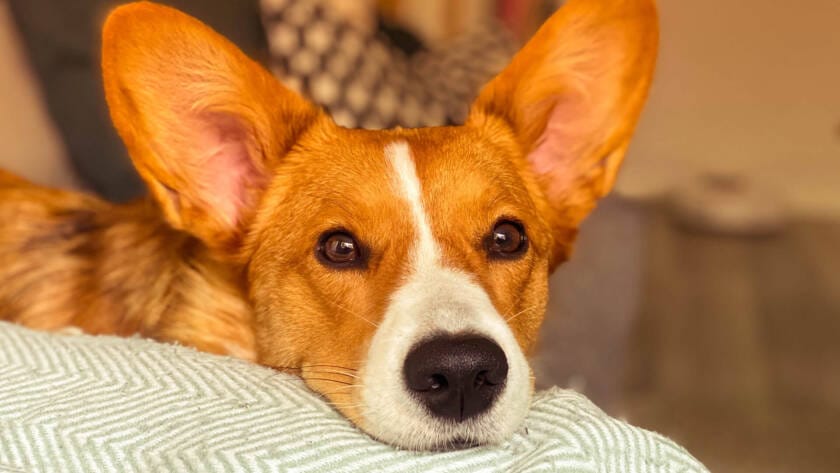 SIGNS YOUR DOG IS STRESSED