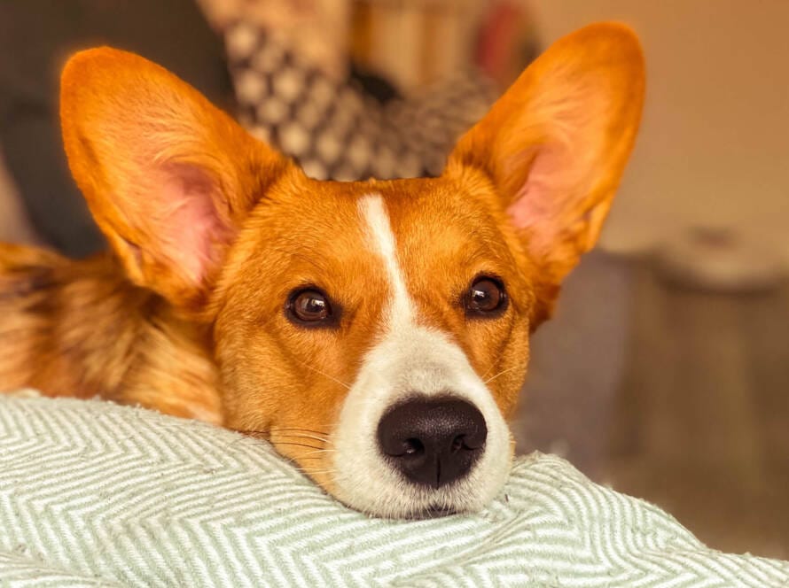 SIGNS YOUR DOG IS STRESSED