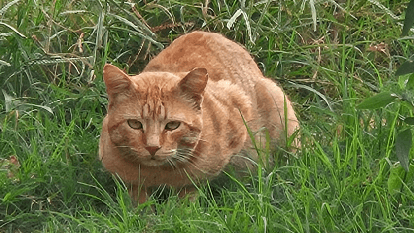 Cat crave grass