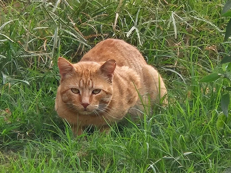 Cat crave grass