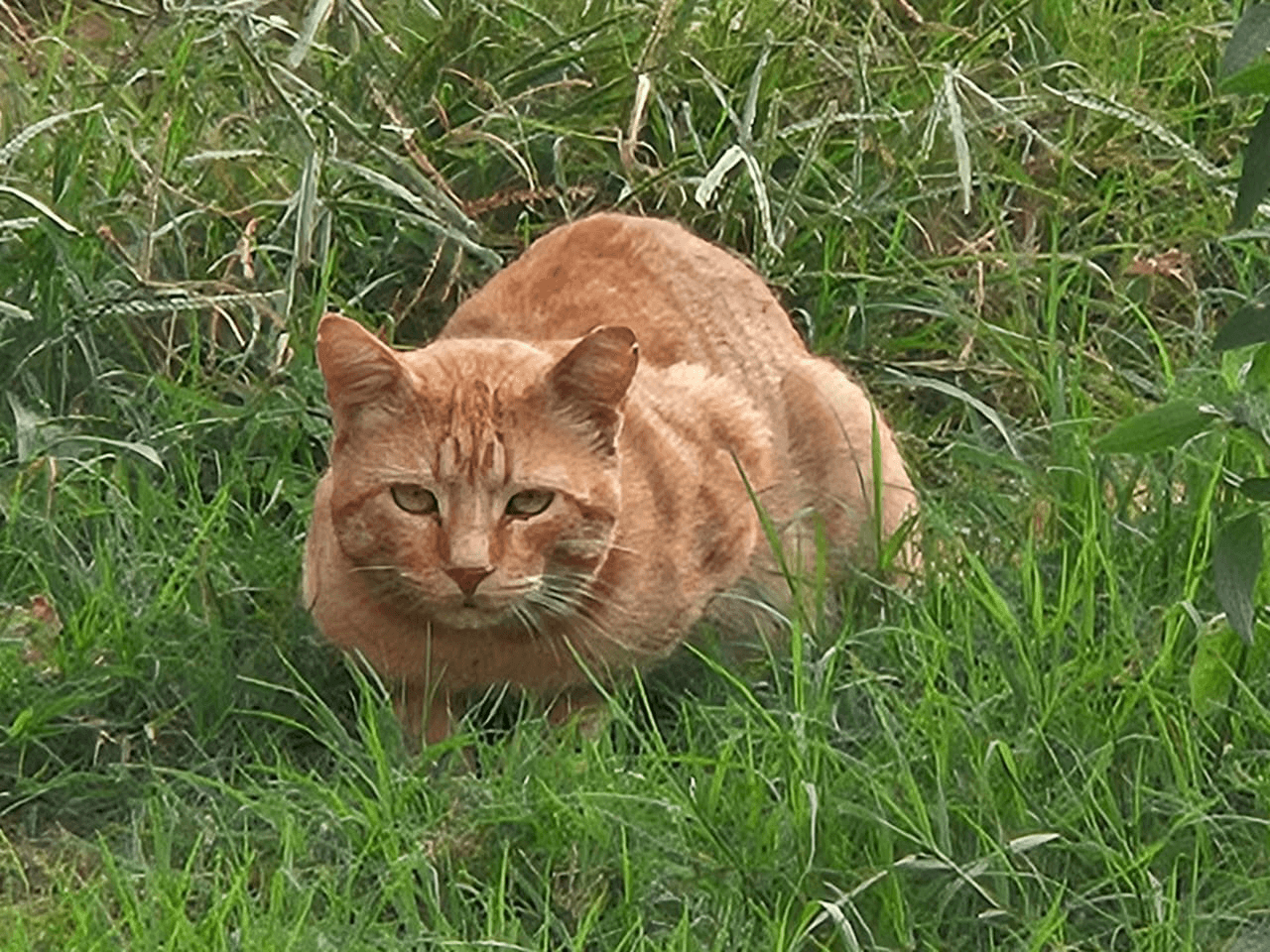 Cat crave grass