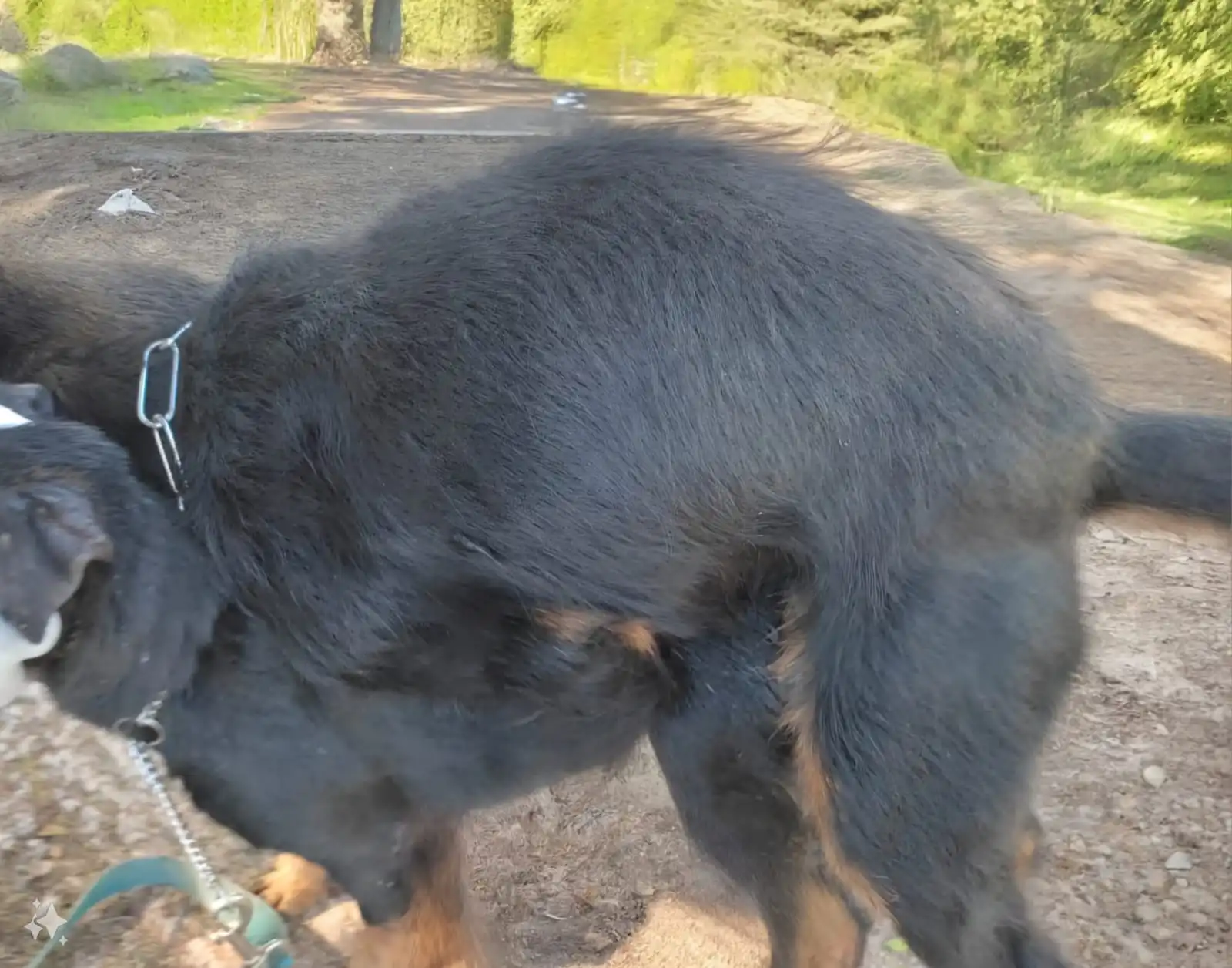 MOTHER DOG AND SON MATING