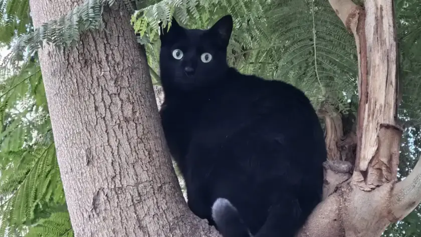 Black cat superstitution