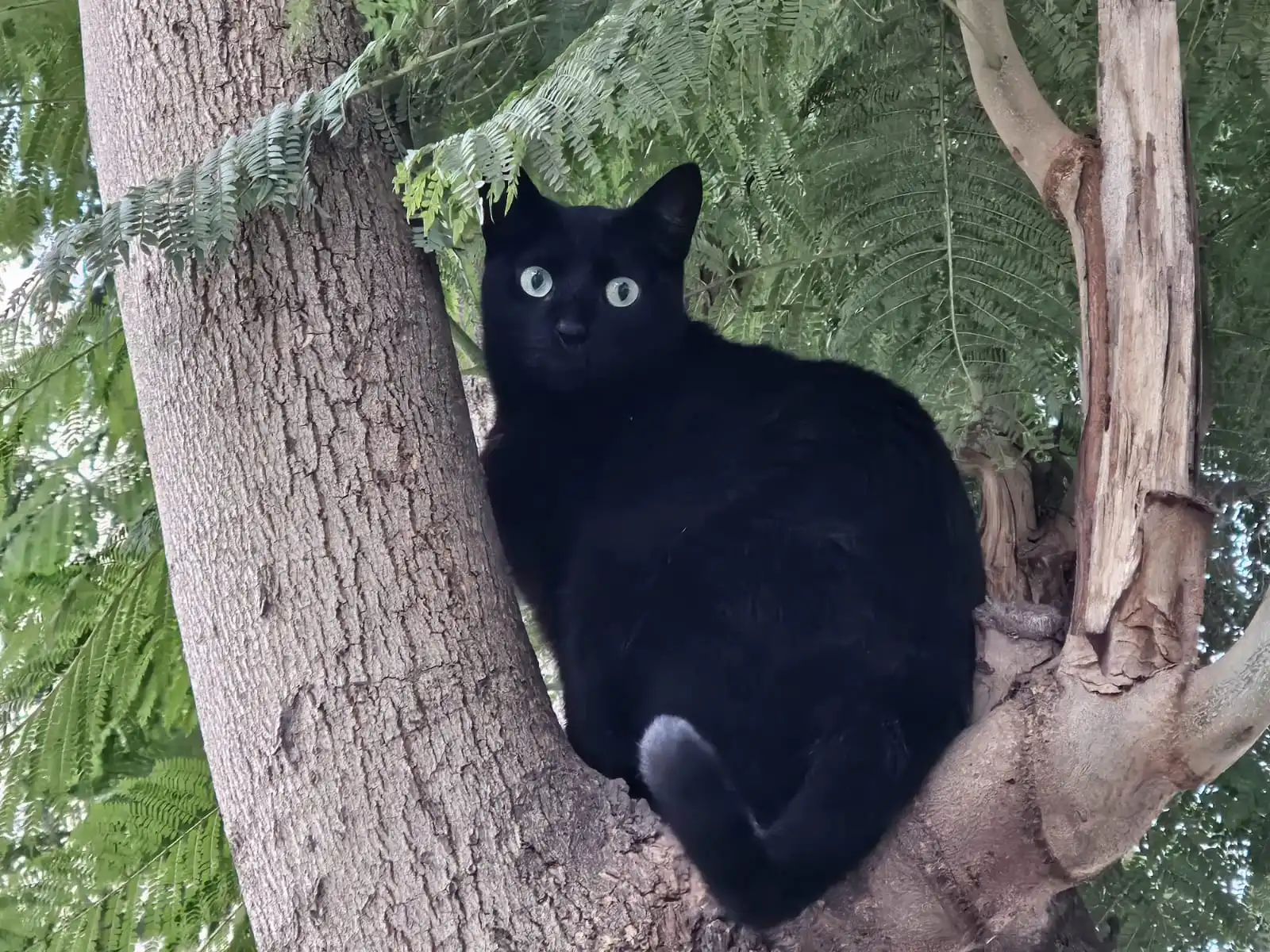 Black cat superstitution